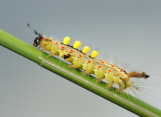 Image showing Caterpillar.