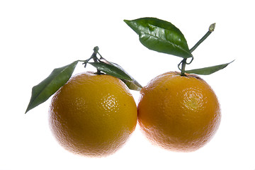 Image showing Oranges