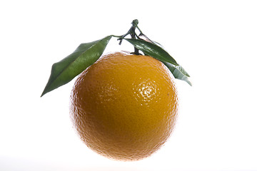 Image showing Orange