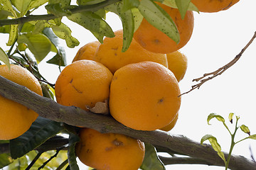 Image showing Oranges