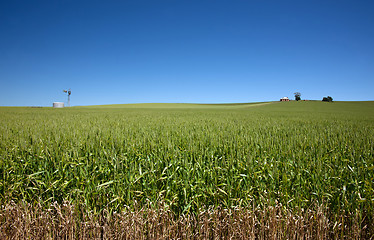 Image showing field of wheat