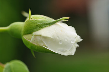 Image showing perfect rosebud