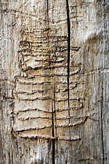 Image showing Wood Worm Tracks