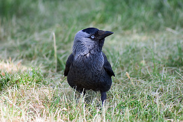 Image showing Little Rook