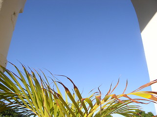 Image showing Palm leaves towards sky