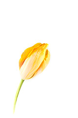 Image showing Tulip 4