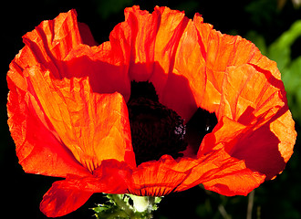 Image showing Poppy