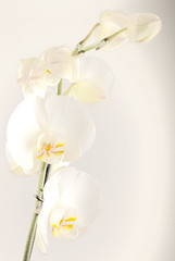 Image showing Orchid - Smooth as silk
