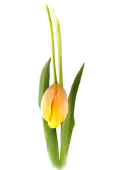 Image showing Tulip 3