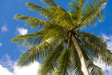 Image showing palm tree against blue cloudy sky