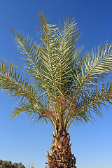 Image showing The palm