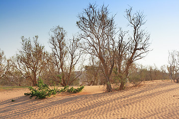 Image showing The spring in the desert