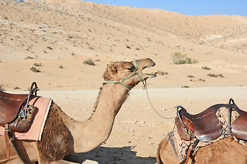 Image showing Camels in the desert