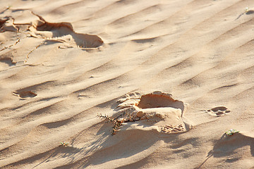 Image showing The spring in the desert