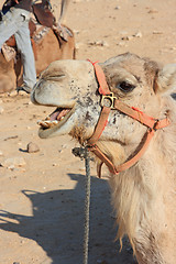 Image showing Camels in the desert