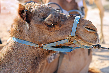 Image showing Camels in the desert