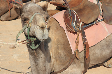 Image showing Camels in the desert