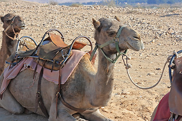 Image showing Camels in the desert