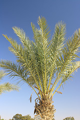 Image showing The palm