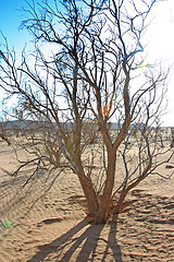 Image showing The spring in the desert