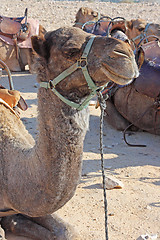 Image showing Camels in the desert