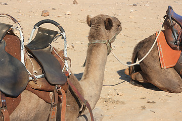 Image showing Camels in the desert