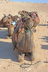 Image showing Camels in the desert