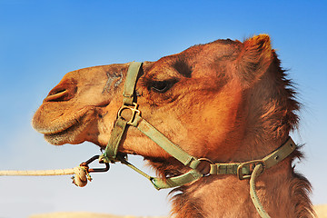 Image showing Camels in the desert