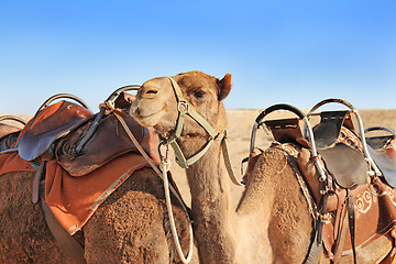 Image showing Camels in the desert