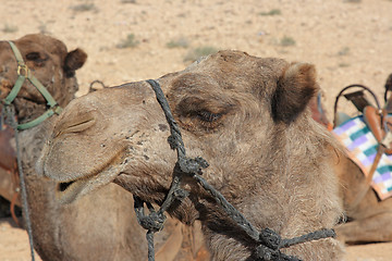 Image showing Camels in the desert