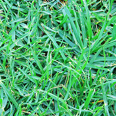 Image showing Natural green grass