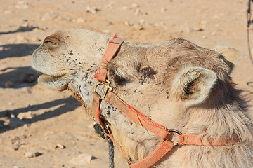 Image showing Camels in the desert