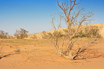 Image showing The spring in the desert