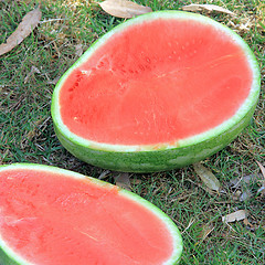 Image showing The picnic. Cutting a watermelon