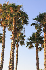 Image showing Many palms opposite the blue sky