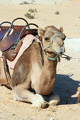 Image showing Camels in the desert