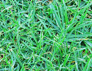 Image showing Natural green grass