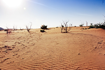 Image showing The spring in the desert