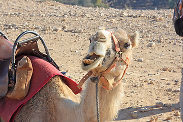 Image showing Camels in the desert