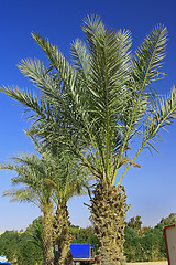 Image showing Many palms