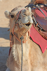 Image showing Camels in the desert