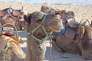 Image showing Camels in the desert