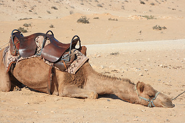 Image showing Camels in the desert