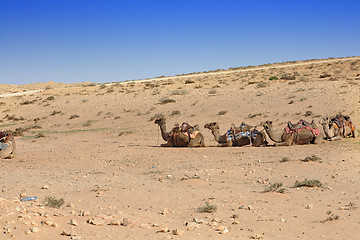 Image showing Camels in the desert