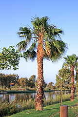 Image showing The palm