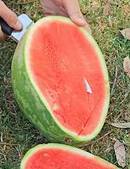 Image showing The picnic. Cutting a watermelon