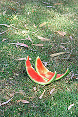 Image showing The picnic. Cutting a watermelon