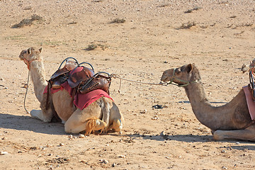 Image showing Camels in the desert