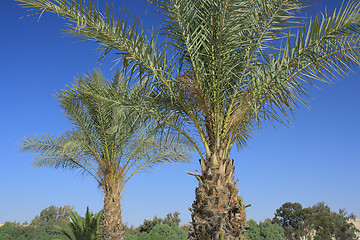 Image showing Many palms