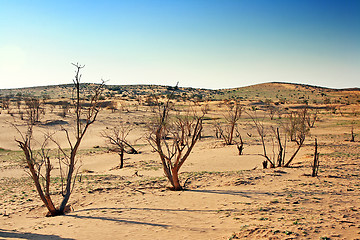 Image showing The spring in the desert